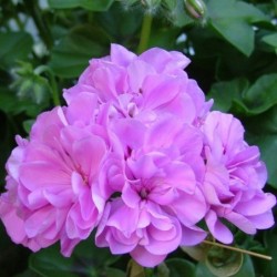 Géranium droit à double fleur mauve