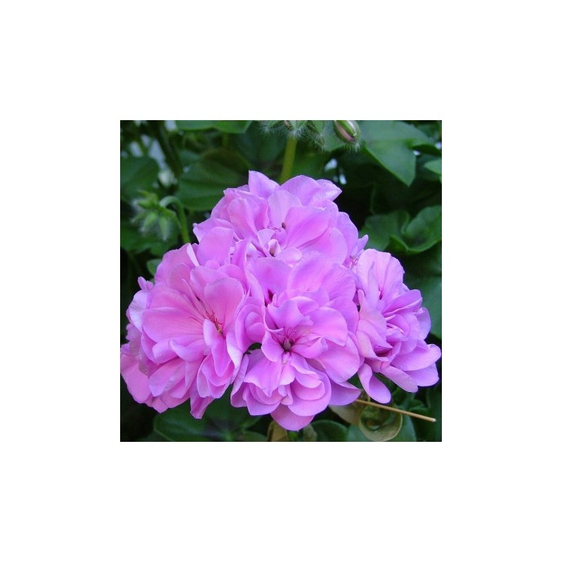 Géranium droit à double fleur mauve