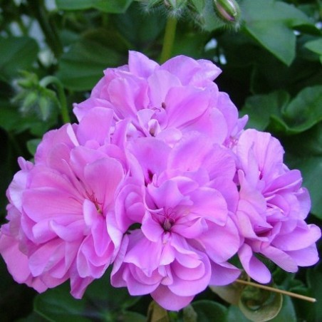 Géranium droit à double fleur mauve