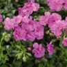 Géranium suspendu à double fleur (lierre) mauve