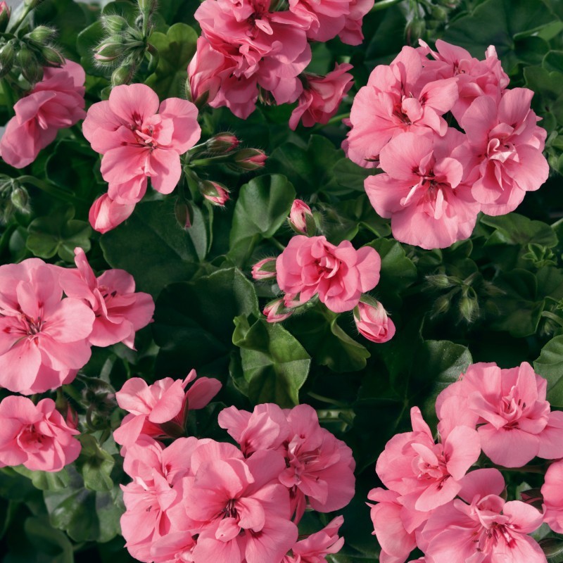 Géranium suspendu à double fleur (lierre) rose