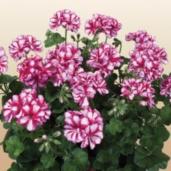 Géranium lierre rouge et blanc strié