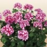 Géranium lierre rouge et blanc strié