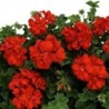 Géranium suspendu à double fleur (lierre) rouge