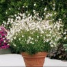 Gaura blanc