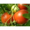 Tomate pyros ronde