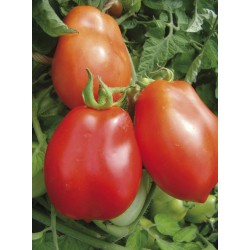 Tomate Roma allongée
