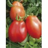 Tomate Roma allongée