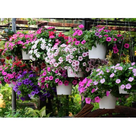 Suspension de 3 plantes - surfinia purple vein