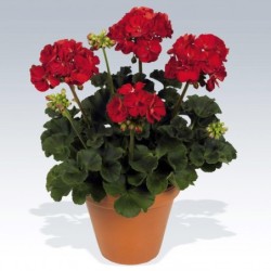 Géranium droit à double fleur rouge