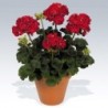 Géranium droit à double fleur rouge
