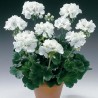 Géranium droit à double fleur blanche