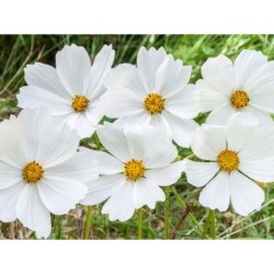 Cosmos blanc