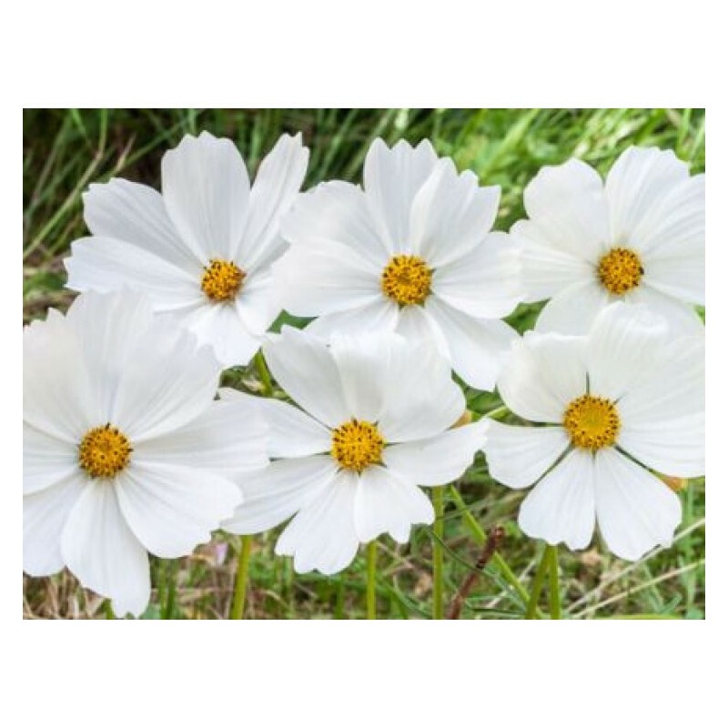 Cosmos blanc