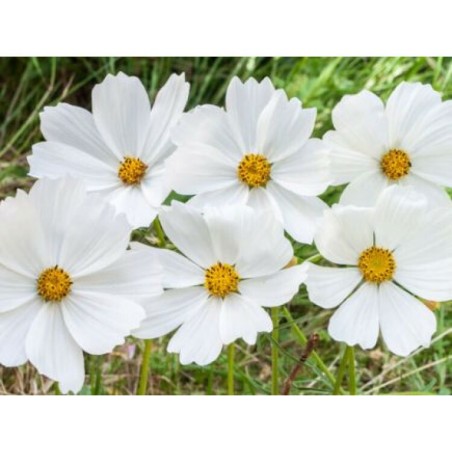 Cosmos blanc