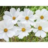 Cosmos blanc