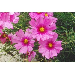 Cosmos rose
