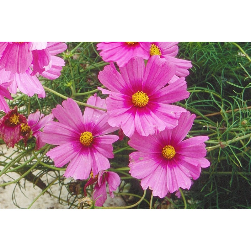 Cosmos rose