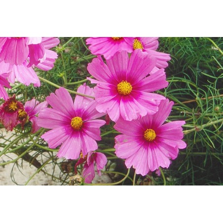 Cosmos rose