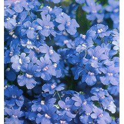 Némésia bleu