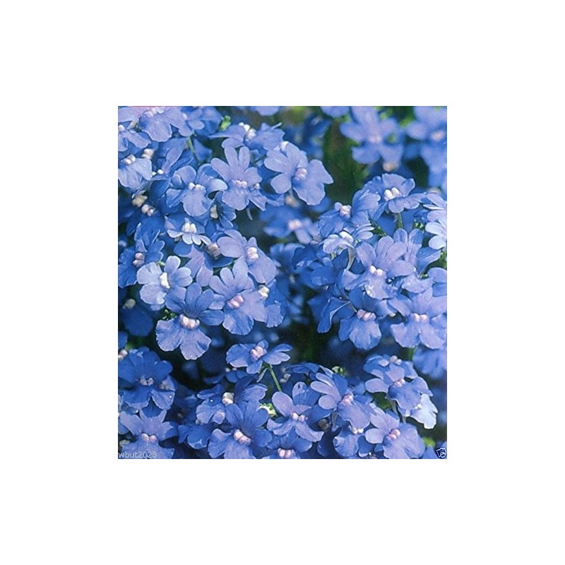 Némésia bleu