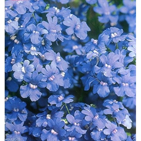 Némésia bleu