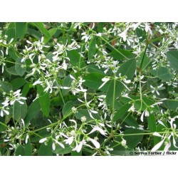 Euphorbia blanc