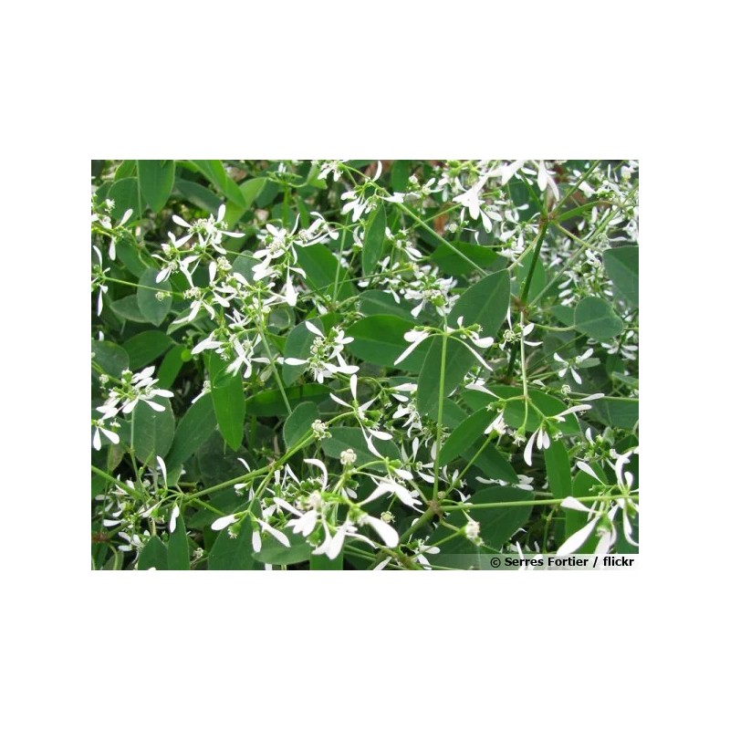 Euphorbia blanc