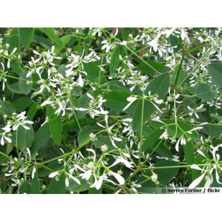 Euphorbia blanc