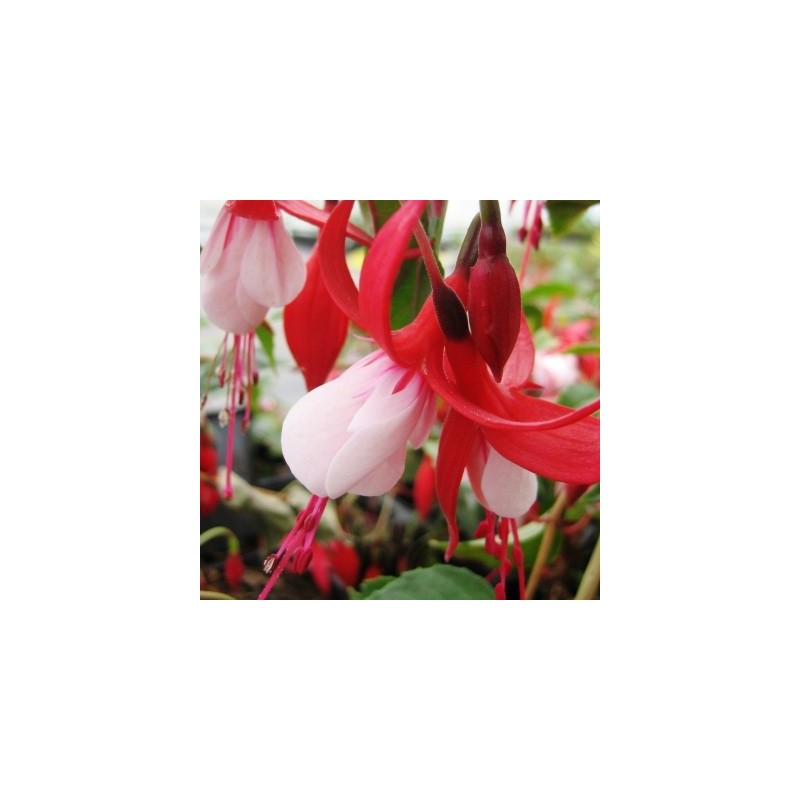Fuschia rouge et blanc
