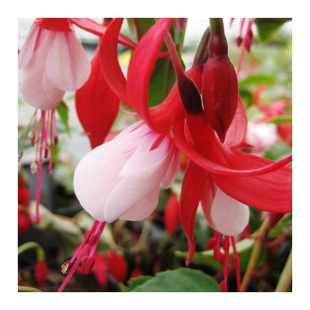 Fuschia rouge et blanc