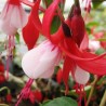 Fuschia rouge et blanc