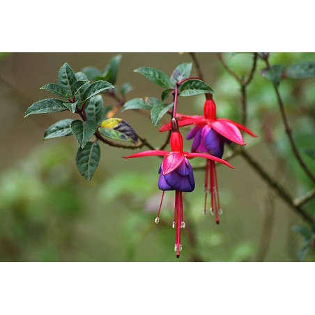 Fuschia rouge et mauve