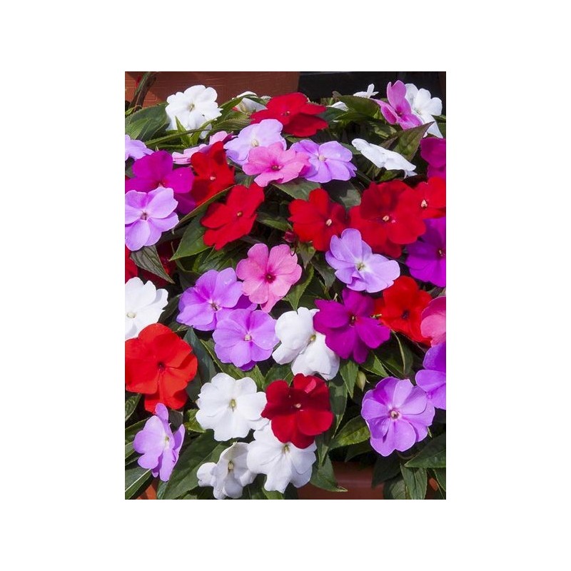 Impatience nouvelle Guinée (mélange)