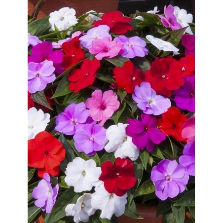 Impatience nouvelle Guinée (mélange)