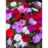 Impatience nouvelle Guinée (mélange)