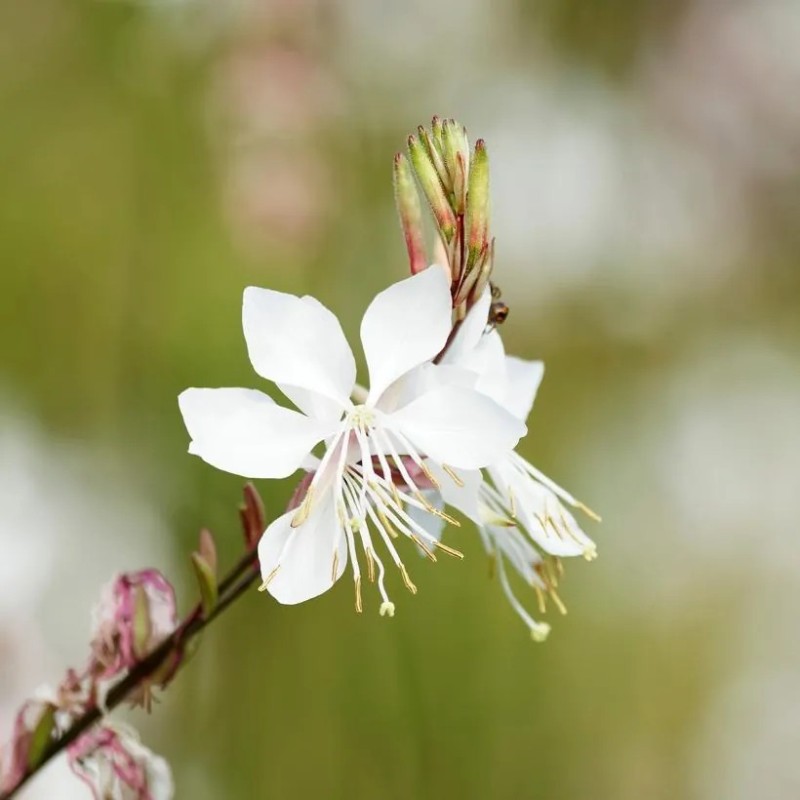 Gaura blanc