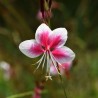 Gaura rose
