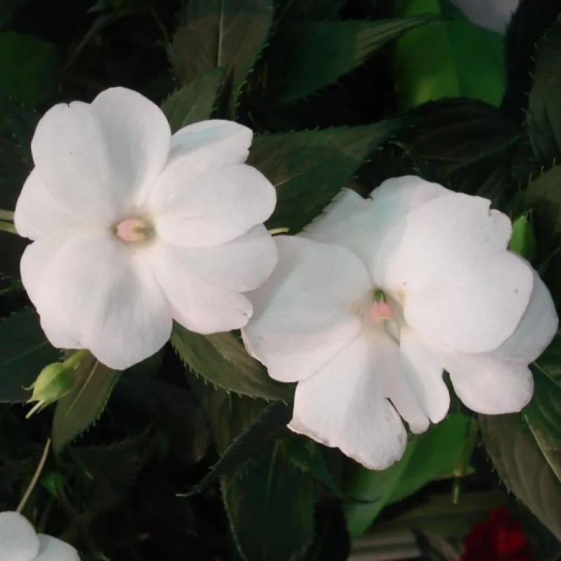 Sunpatiens blanc