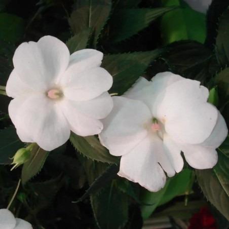 Sunpatiens blanc