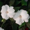 Sunpatiens blanc
