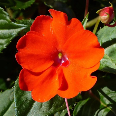 Sunpatiens orange