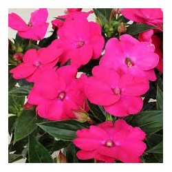 Sunpatiens rose