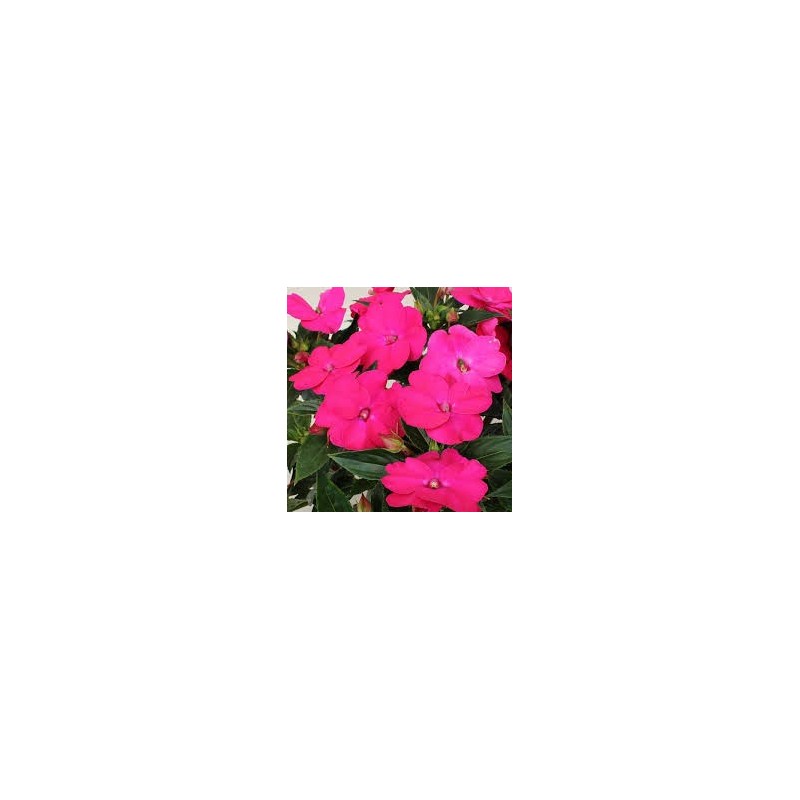 Sunpatiens rose
