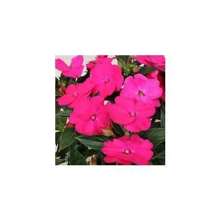 Sunpatiens rose