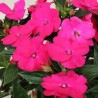Sunpatiens rose