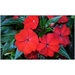 Sunpatiens rouge
