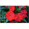 Sunpatiens rouge