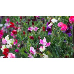 Pois de senteur (Mélange)