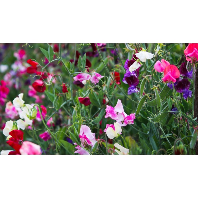 Pois de senteur (Mélange)